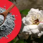 Чим підживити троянди восени для пишного цвітіння наступного року