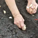 Посадка озимого часнику в грядках восени