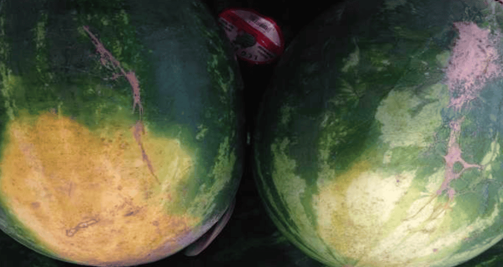 Yellow spot on watermelon