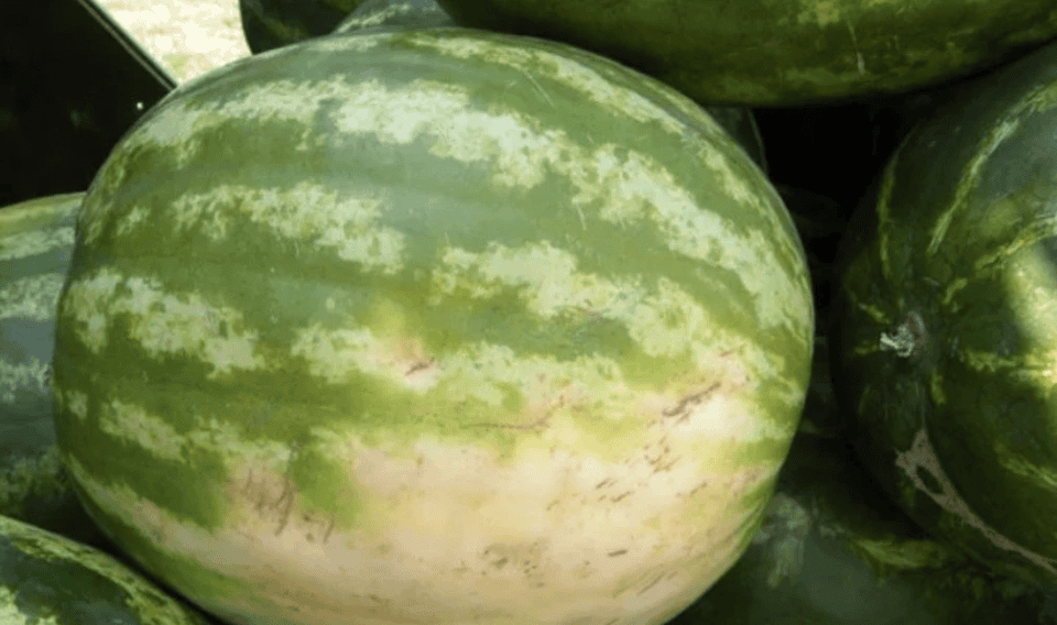 The watermelon skin is smooth.