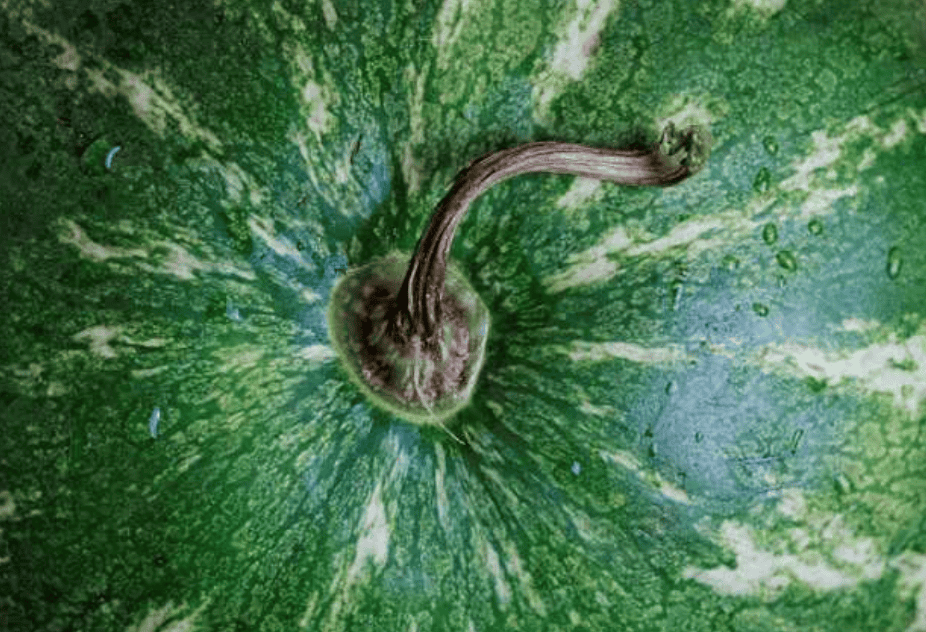 watermelon tail