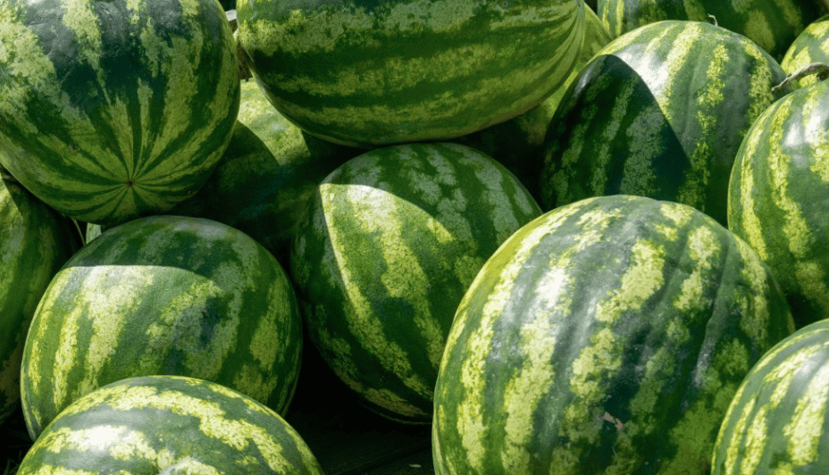 bright green lines of a ripe watermelon