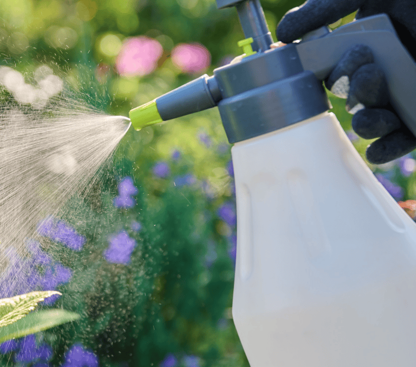 The process of watering roses with potassium sulfate fertilizer in the fall from a sprayer