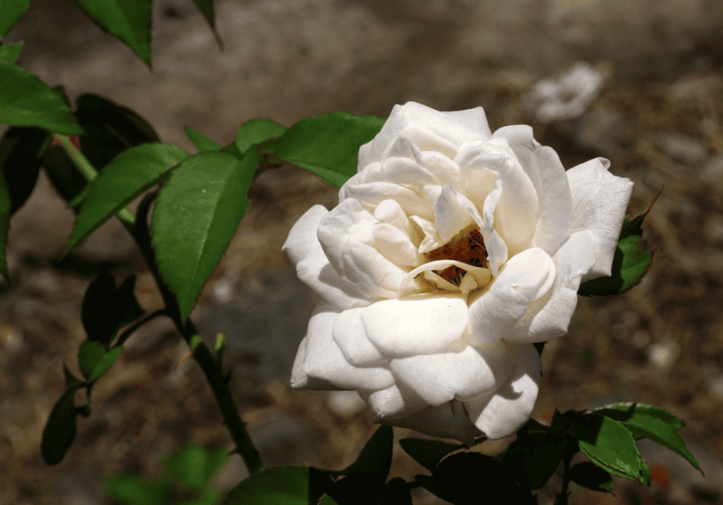 Comprehensive preparation of roses for winter