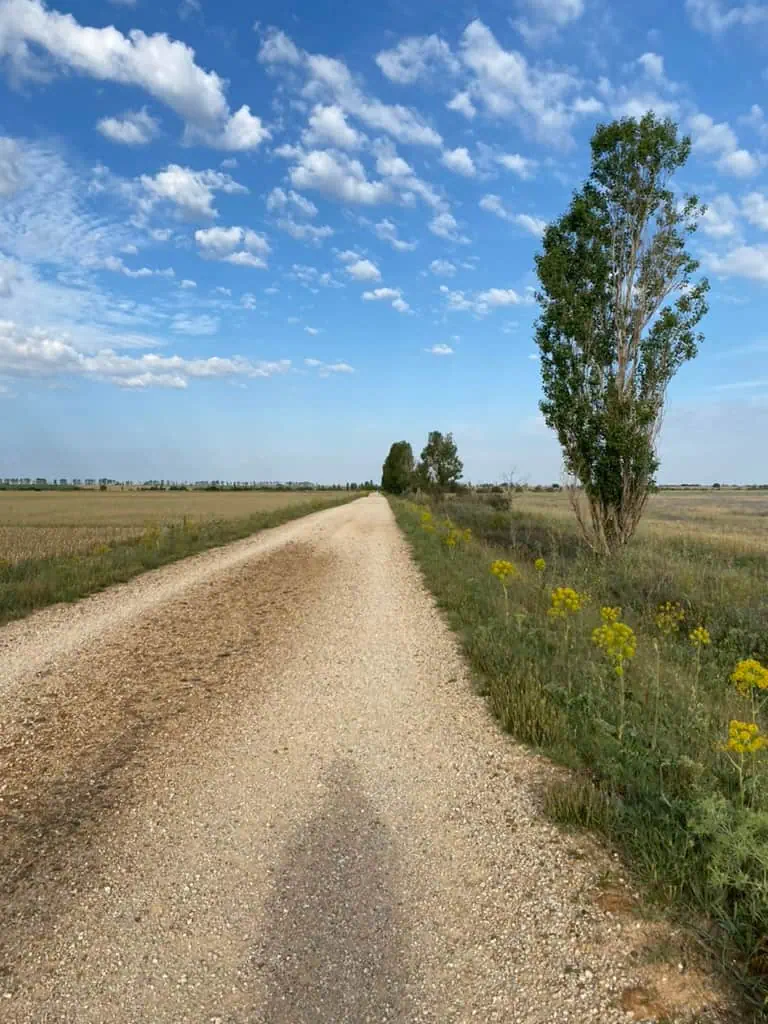 Sunny hiking path along the Camino Francés