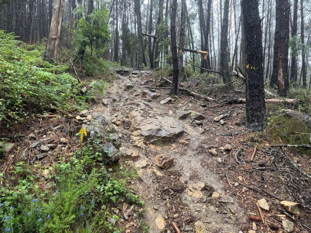 Rocky steep uphill section of trail in a forest on the Camino Portugués Central route.