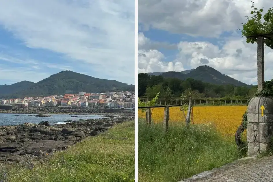 Coastal town with a mountain along the ocean on the Camino Portugués Coastal route on the left and then a green vineyard with yellow flowers and a mountain in the background on the Camino Portugués Central route.
