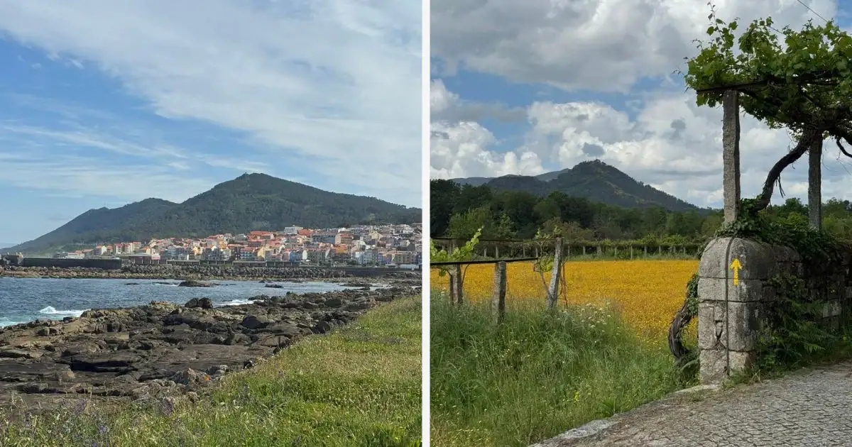 Coastal town with a mountain along the ocean on the Camino Portugués Coastal route on the left and then a green vineyard with yellow flowers and a mountain in the background on the Camino Portugués Central route.
