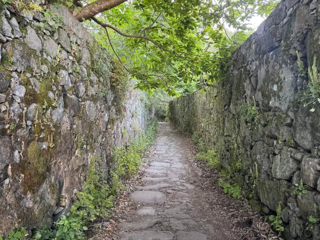 Narrow cobblestone path on the Camino Portugués Coastal route with stone walls on both sides and lush green plants growing in the path and overhead.