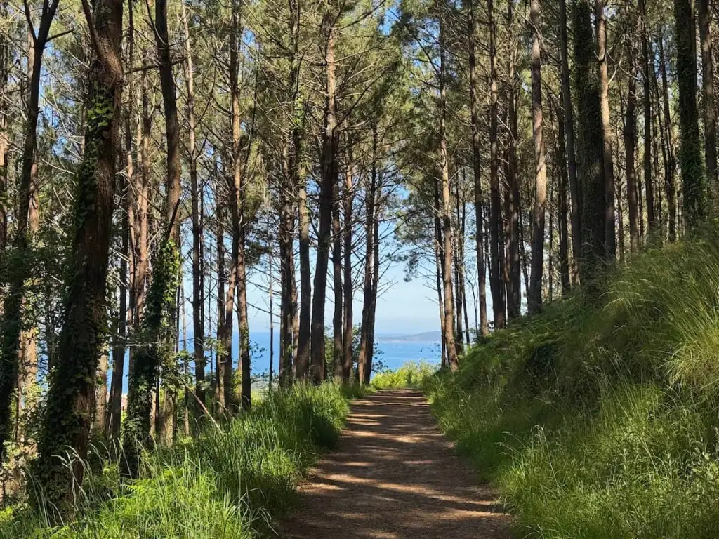 Dirt path in the forest leading straight ahead lined with grass and many trees with an opening ahead and views of the ocean along the Camino Portugués Coastal route to Vigo.