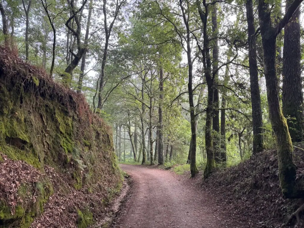 Dirt path running through a forest with tall green trees ahead and a mossy wall of dirt to the left along the Camino Portugués Central route outside of Tui.