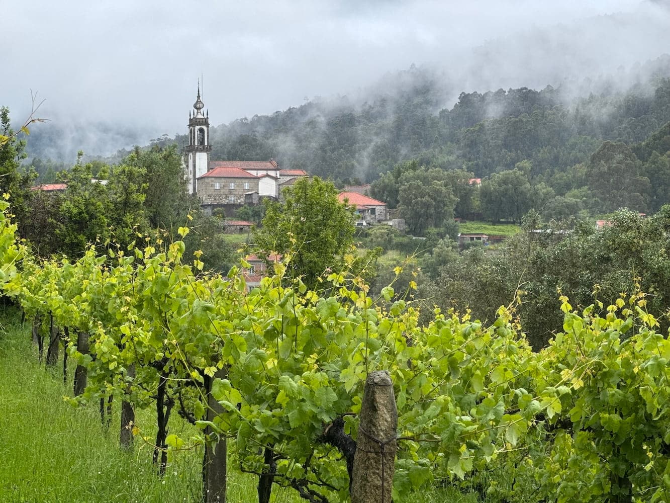 Vines at a winery with a church and misty mountains in the background in Labruja, Portugal along the Camino Portugués Central route. Each Camino route has beautiful scenery like this but some more than others.