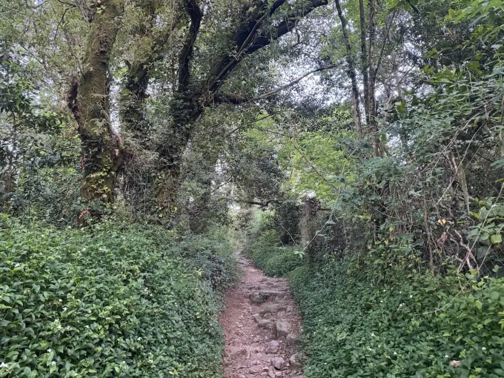 Narrow dirt path cutting through some green ivy on the ground and trees alongside it outside of Pontevedra on the Spiritual Variant on the Camino Portugués.
