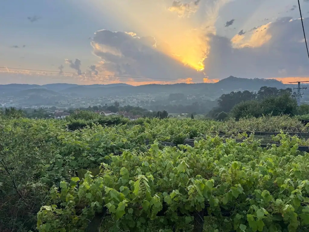 Golden rays of light shooting upwards outside of a cloud at sunrise with mountains in the distance and some vineyards in the foreground. This was taken outside of Pontevedra along the Variante Espiritual route.