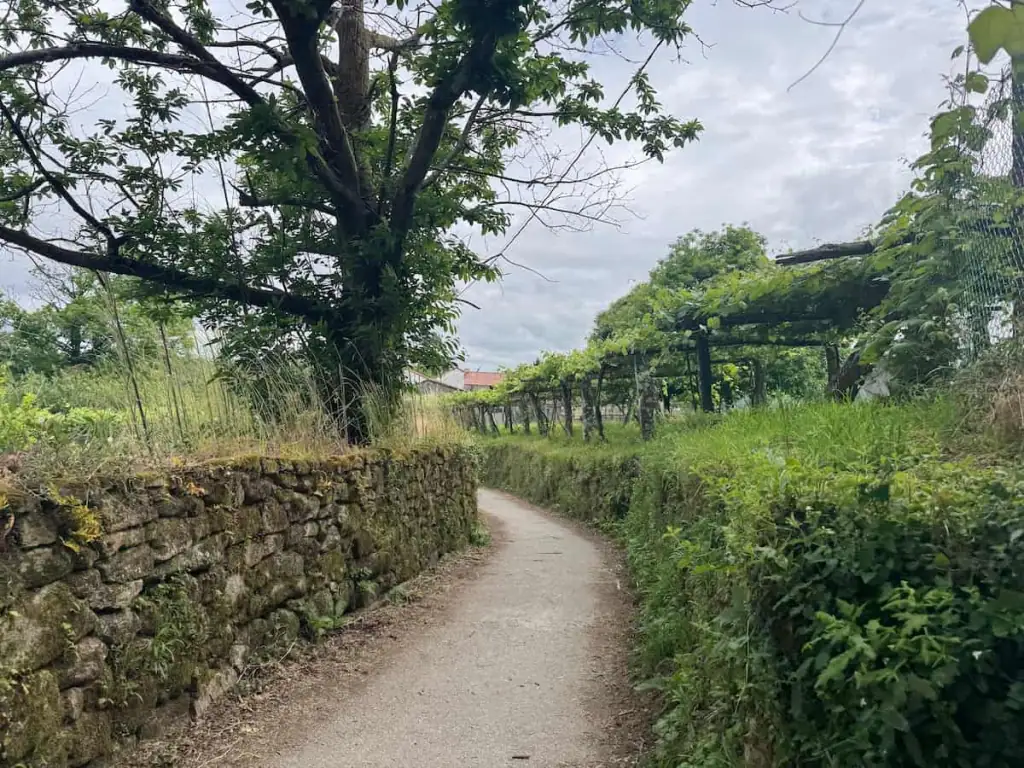 Dirt path with a stone wall on the left and vineyards on the right shortly before A Escravitude on the Camino Portugués Central route.