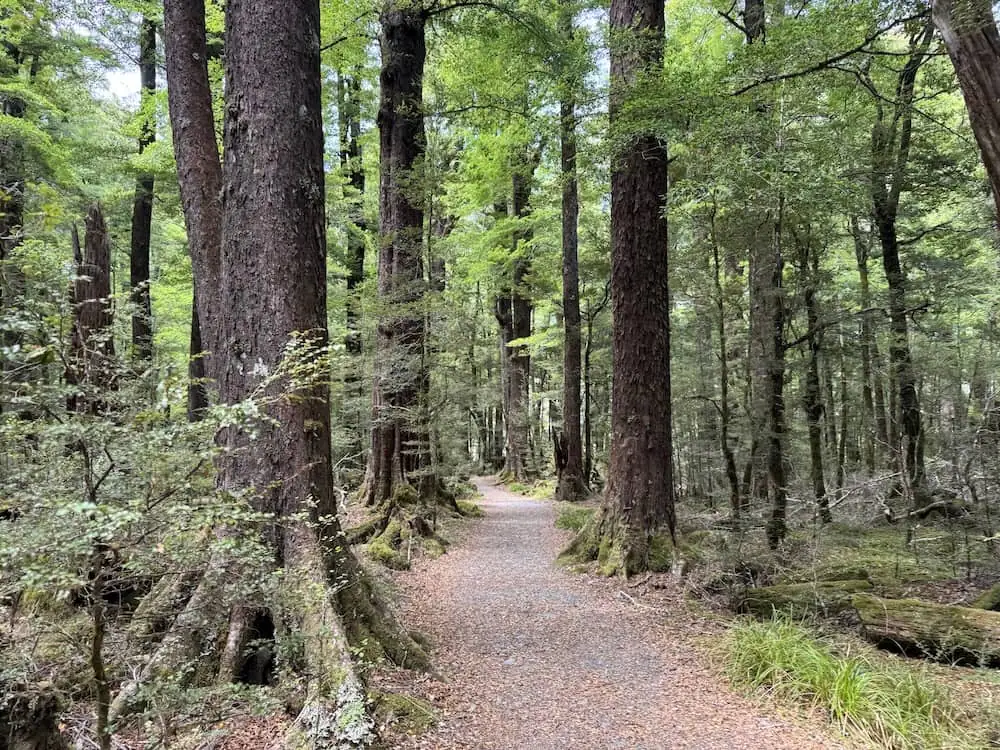 Tall trees lining a quiet forest path surrounded by dense greenery near the Routeburn Track. Sunlight filters through the canopy, highlighting the peaceful woodland setting.