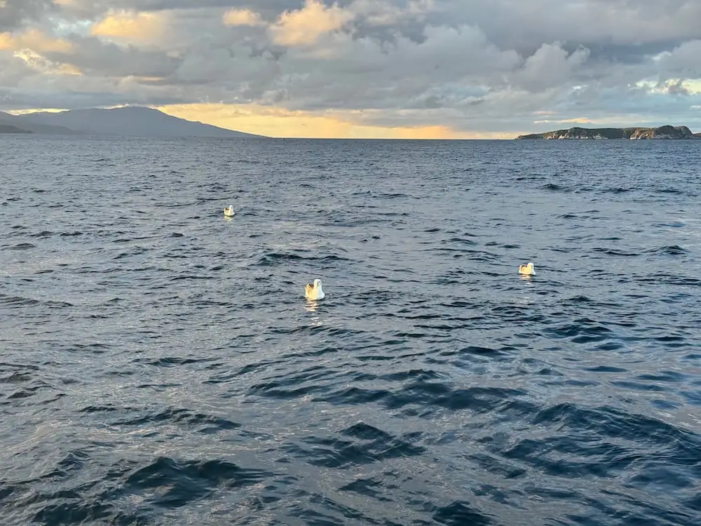 Three albatross float on the open ocean beneath dramatic clouds, with distant islands and mountains visible on the horizon. The wildlife cruise portion of this Stewart Island kiwi tour offered opportunities to observe seabirds in their coastal environment.