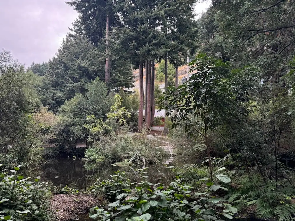 Lush native forest surrounds a small pond at Kiwi Park in Queenstown, with tall evergreen trees rising above dense green undergrowth. Here you can see kiwi birds in the kiwi sanctuary.