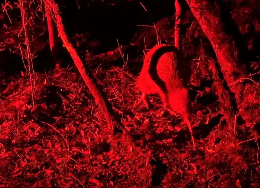 A kiwi forages across the forest floor at night, illuminated by red light among tree trunks and leaf litter. This rare moment from the Stewart Island kiwi tour shows the nocturnal bird searching for food in its natural habitat.