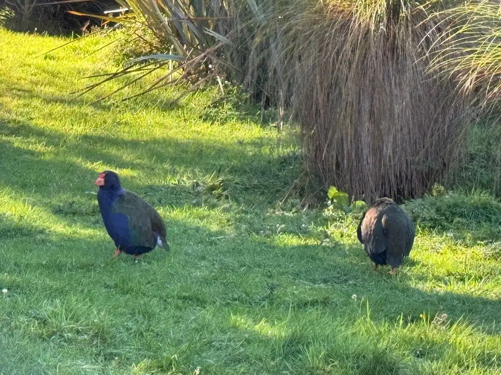 Two takahē birds walk across bright green grass near native plants at the Te Anau Bird Sanctuary. Visiting the sanctuary to see these rare, flightless birds up close is one of the unique things to do in Te Anau.