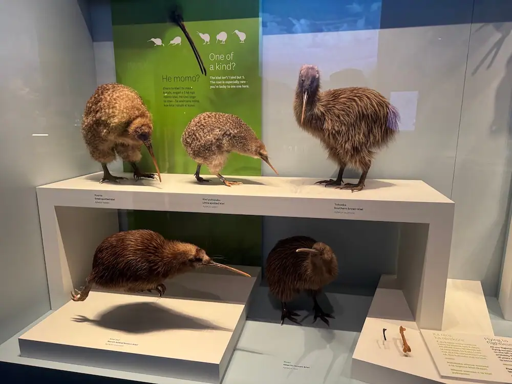 Museum display at the Te Papa in Wellington featuring preserved kiwi specimens representing different kiwi species and life stages. Informational panels behind the exhibit provide context about the birds' unique characteristics and conservation significance, complementing the experiences described in this Stewart Island kiwi tour review.
