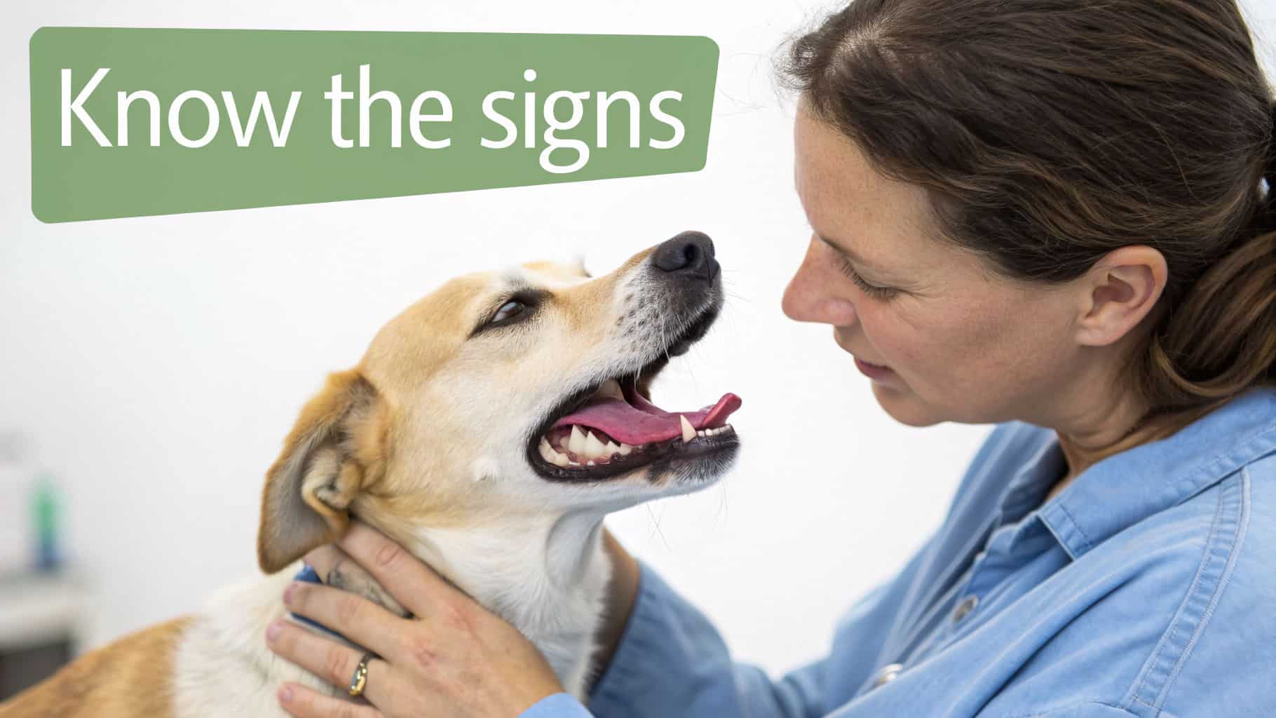A person in a blue shirt gently holds a panting dog, with the text 'Know the signs'.