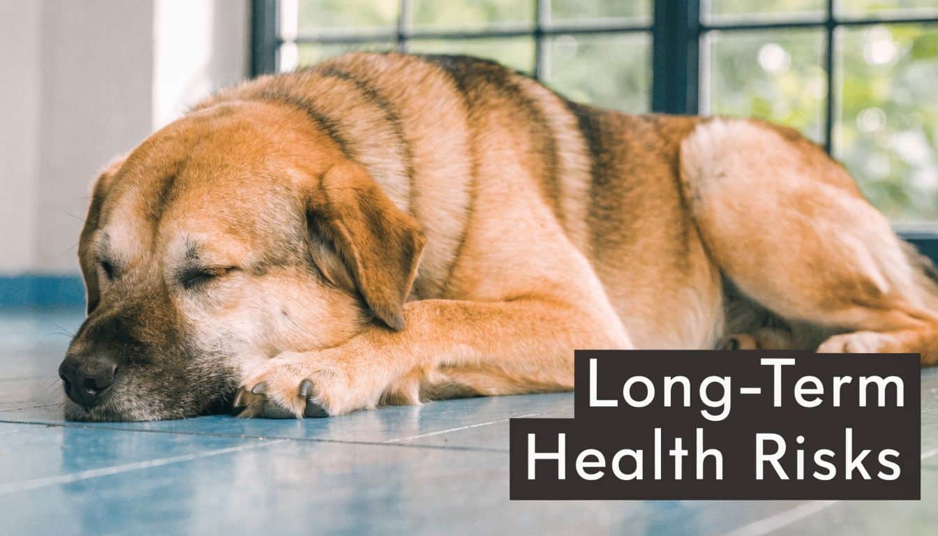 A tan dog resting on a tiled floor with text overlay reading Long-Term Health Risks.