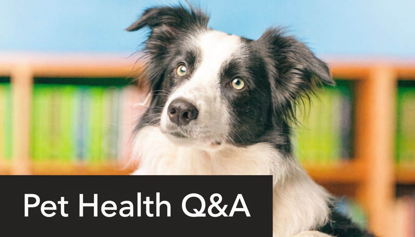 A close up of a Border Collie dog looking up in a library setting with text overlay.