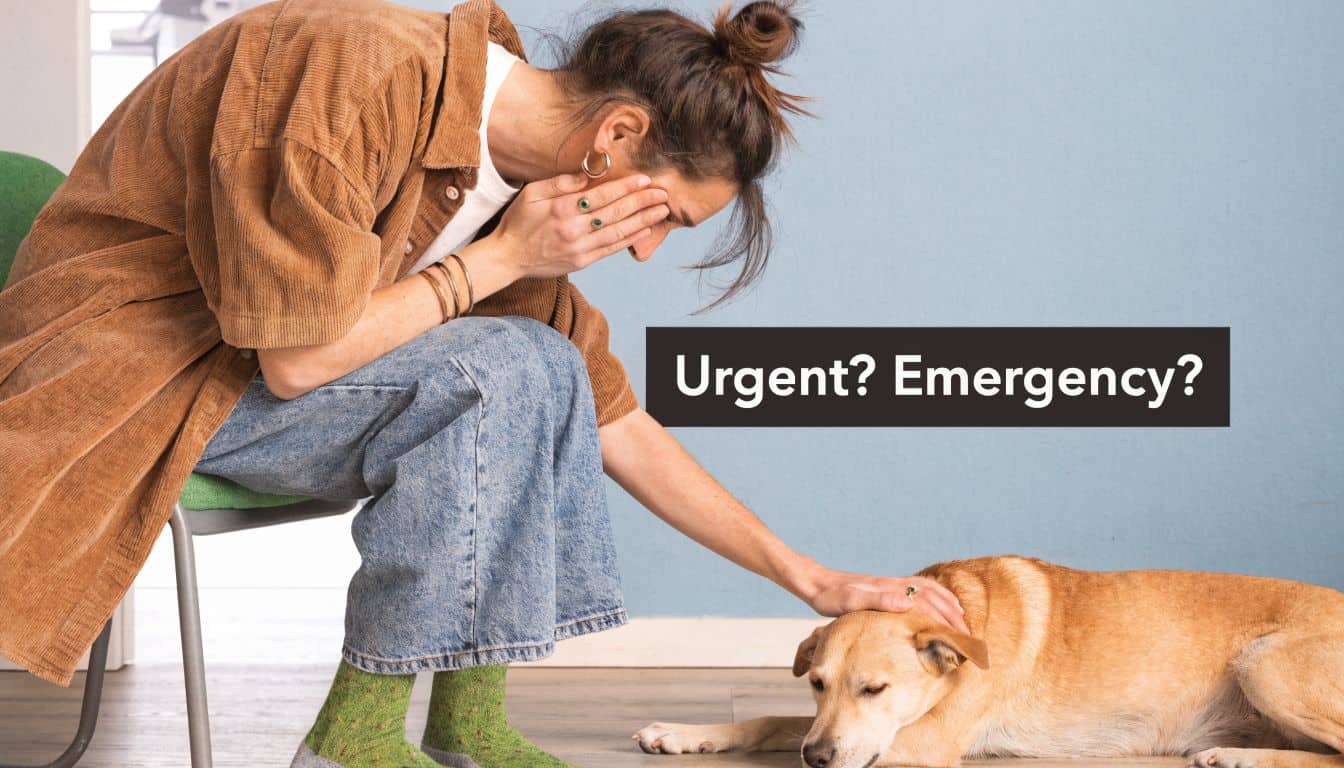 A concerned person sitting in a chair with their head in their hands while comforting a dog.