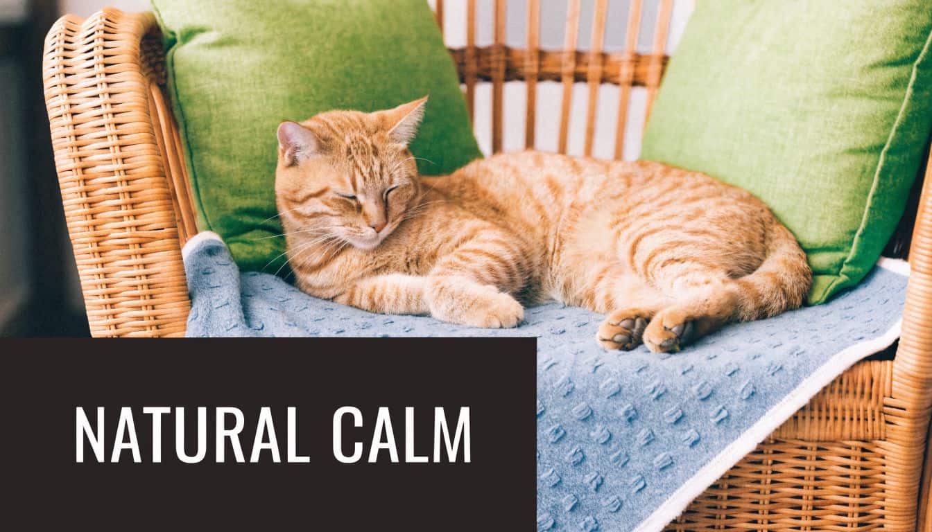 A ginger tabby cat sleeping peacefully on a blue blanket in a woven wicker chair with green pillows.