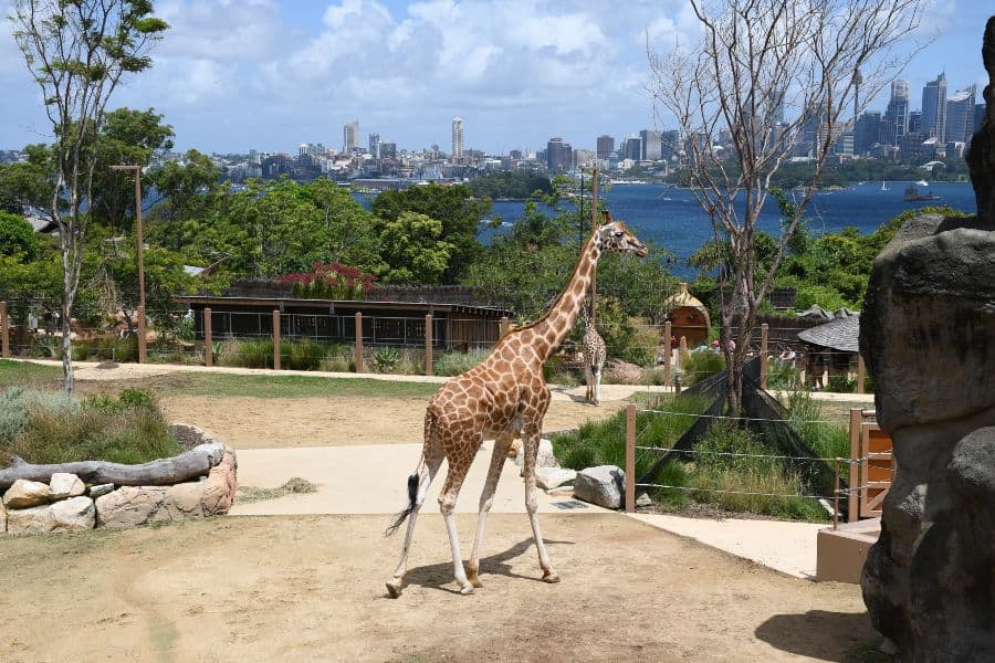 Giraffe at Taronga Zoo with Sydney Harbour and city skyline in the background.