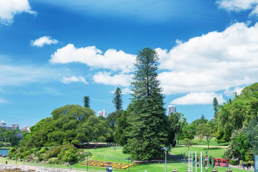 Lush green lawns and tall trees of Sydney’s Royal Botanic Garden under a bright blue sky.