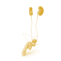 Urologist andrologist icon