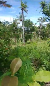 Kebun tropis hijau dengan pohon palem dan tanaman subur di siang hari.