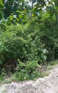 Tanaman hijau lebat di pinggir jalan yang dikelilingi pohon dan semak-semak.