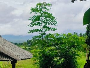 Tanah dijual dengan pemandangan Gunung Batukaru dan sawah di Tabanan, cocok untuk investasi properti.