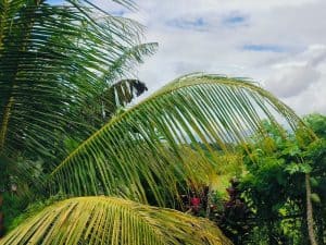 Tanah dijual di Tabanan dengan pemandangan Gunung Batukaru dan sawah yang luas, cocok untuk investas.