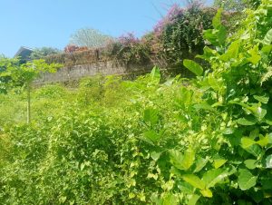 Kebun sayur hijau subur di taman belakang rumah dengan tanaman sehat dan daun lebat.