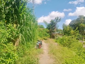 Jalan kecil di pedesaan dikelilingi tanaman hijau dan langit cerah.