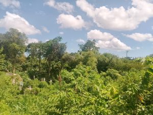 Tanaman hijau subur di taman alami dengan langit cerah dan awan putih di latar belakang.