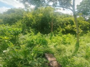 Taman hijau alami dengan pohon dan tanaman yang rimbun, menciptakan suasana sejuk dan menenangkan di.