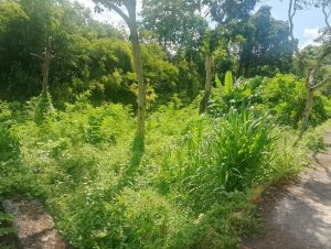 Tanpa judul tanaman hijau di pinggir jalan di area alami, dikelilingi pohon dan semak-semak hijau ya.