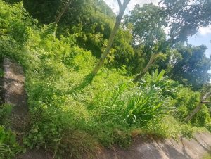 Taman hijau alami di pinggir jalan dengan tanaman dan pohon rindang.