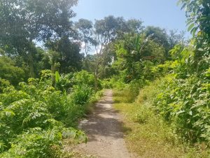 Jalan setapak di tengah hutan tropis yang lebat dan hijau, dikelilingi oleh berbagai tanaman dan poh.