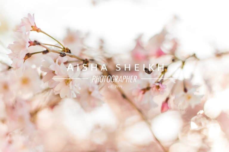 Aisha Sheikh 1024 768x512