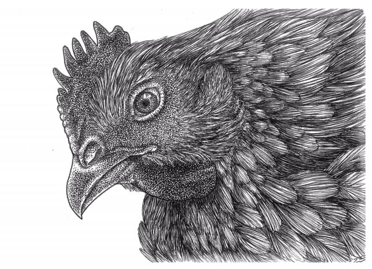 Tina Faucher .rescued chicken