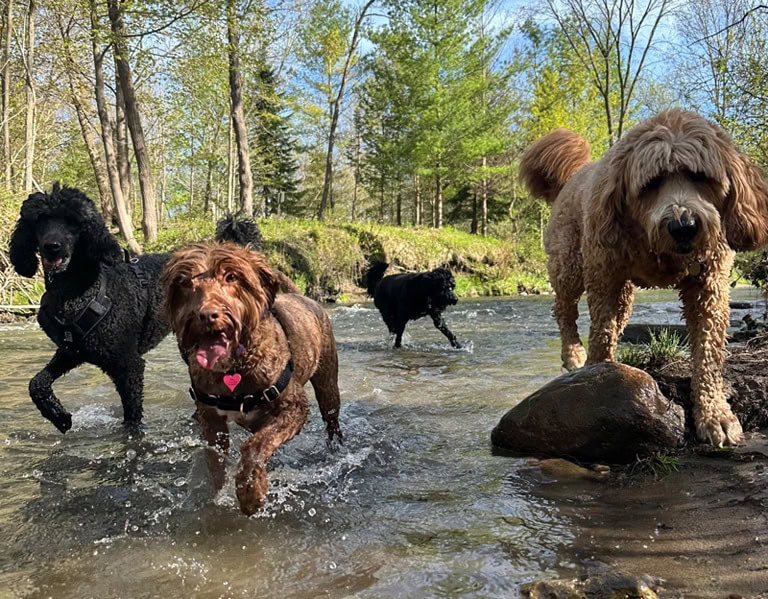 Toronto ravine dogs