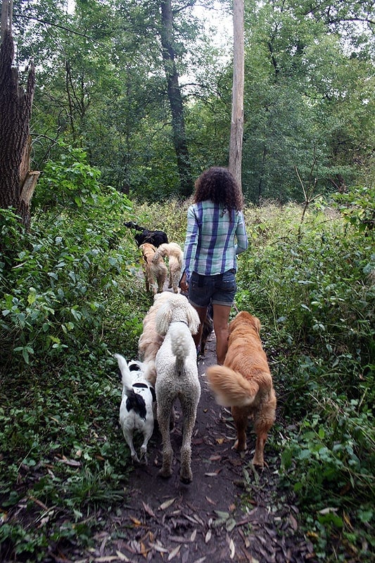 marni dogs park