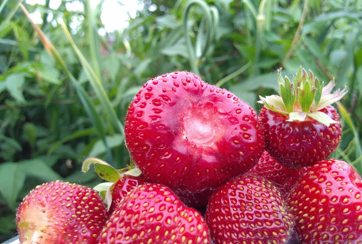 veganic strawberries 1