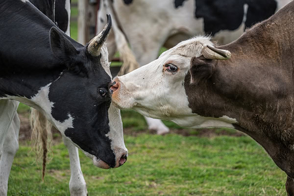 farmed animal sanctuaries in Canada